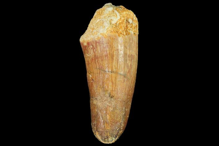 Fossil Crocodile (Elosuchus) Tooth - Morocco #81033